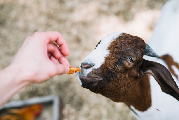 A person's hand feeding food to goat