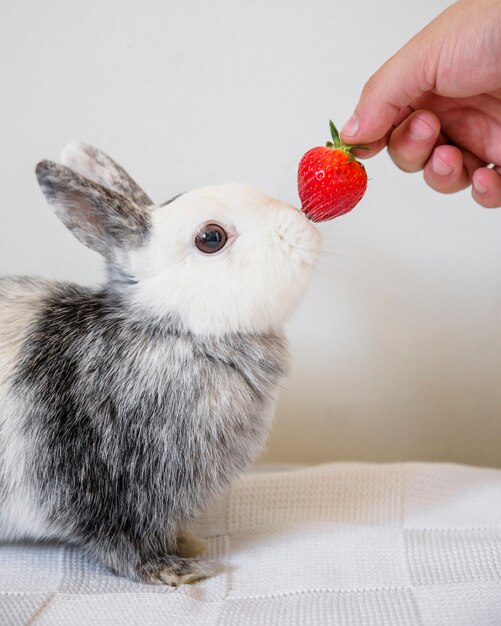 A person's hand feeding red strawberry to rabbit