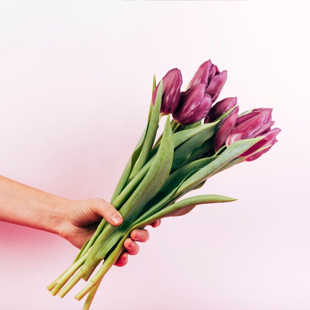 Person's hand holding blooming red tulip on pink background