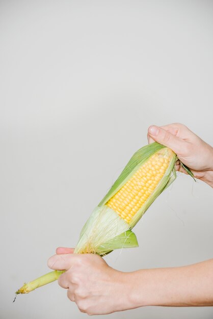 A person's hand holding corn cob on white backdrop