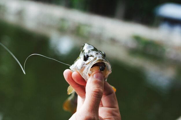 A person's hand holding fish with hook in front of blurred lake