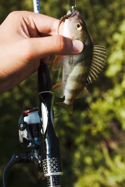 A person's hand holding fishing bait in the mouth of fish