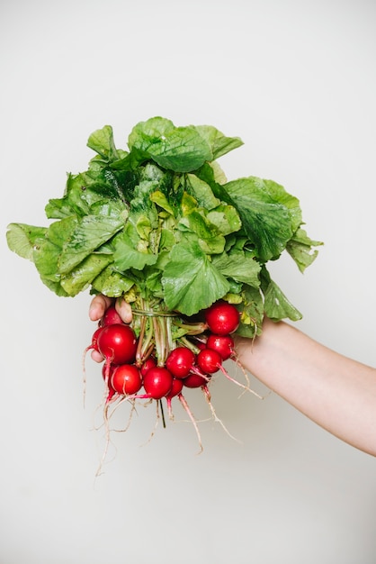 Free photo a person's hand holding radishes on white background