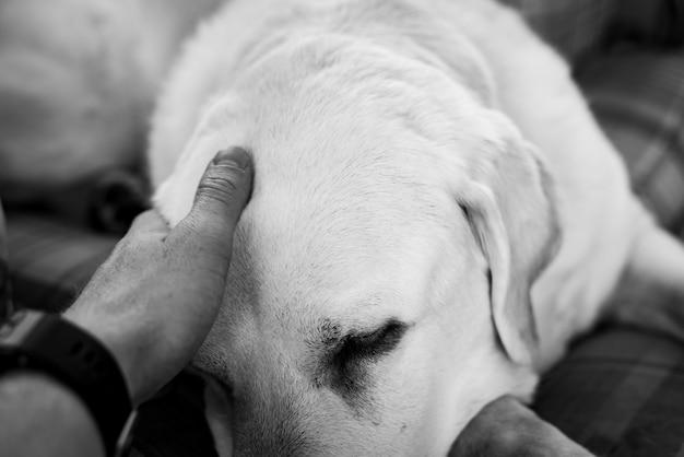 Рука человека гладит голову белого пса, снятого в оттенках серого