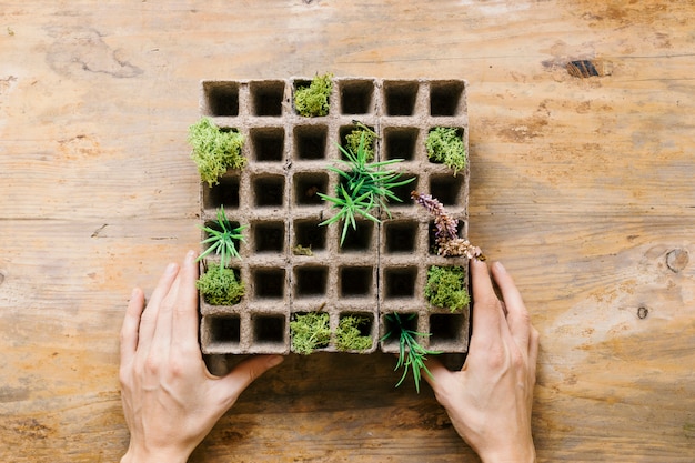 ピートトレイに人の手苗小さな植物