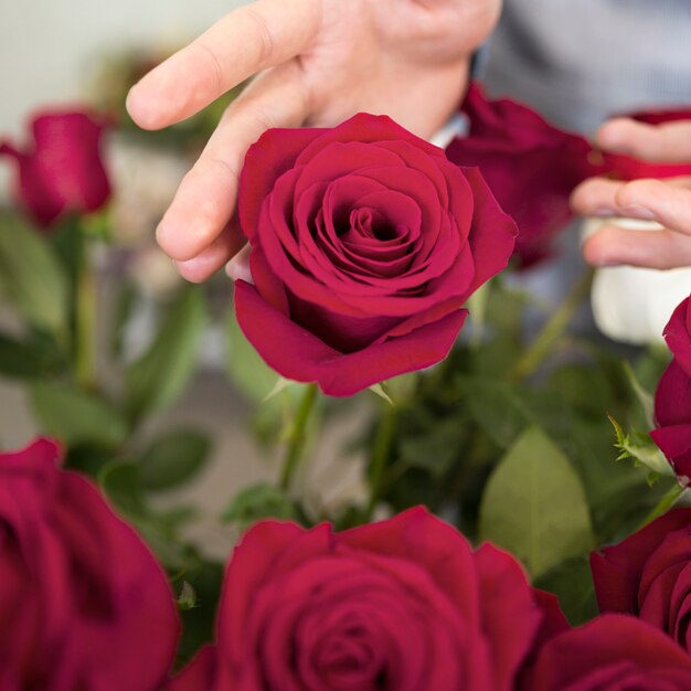 A person's hand touching the beautiful rose flower