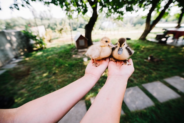 A person's hands holding two small ducklings in palm of hand