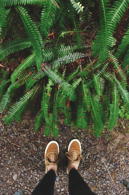 Free photo person standing near ferns