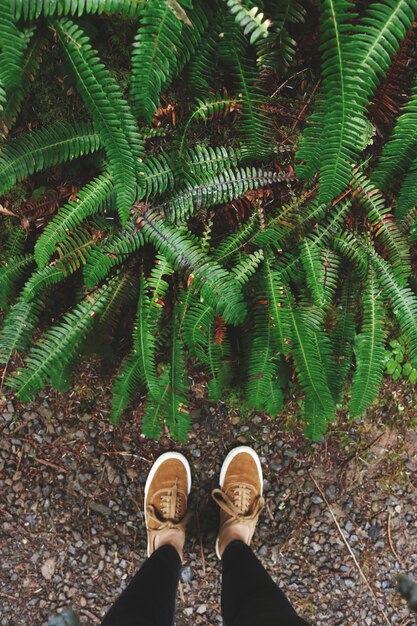 Person Standing Near Ferns