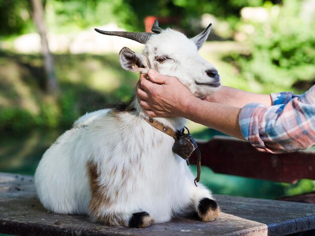 Person taking care of a white goat