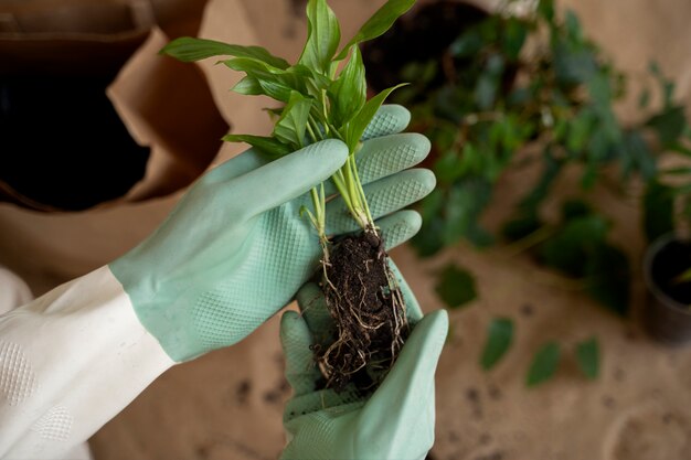 新しい鉢に植物を移植する人