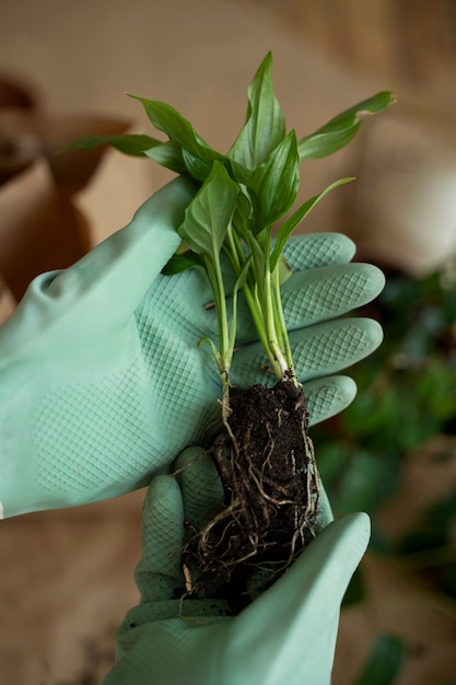 新しい鉢に植物を移植する人