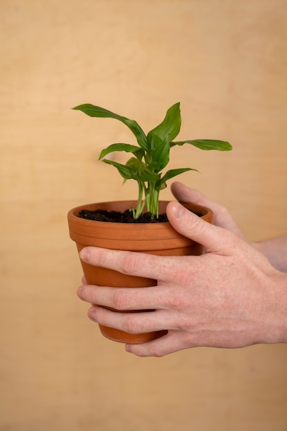 新しい鉢に植物を移植する人