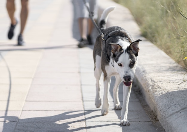 Person walking a black and white dog on the street