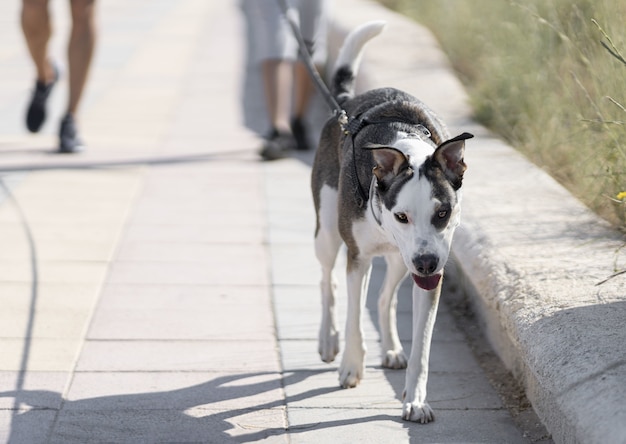 Человек гуляет с черно-белой собакой на улице