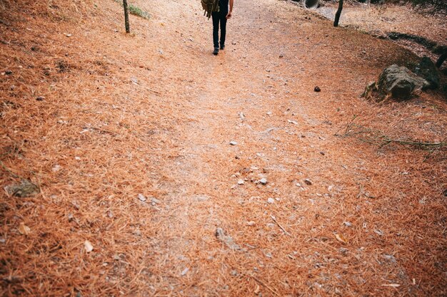 Person walking on path in forest