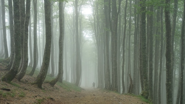 Бесплатное фото Человек идет через лес, покрытый деревьями и туманом
