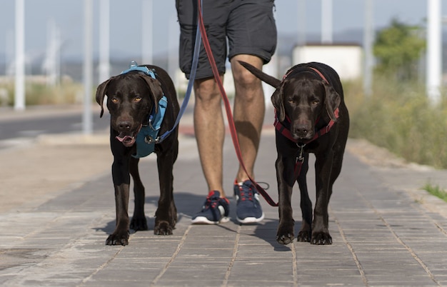 Free photo person walking two black weimaraner dogs on the street