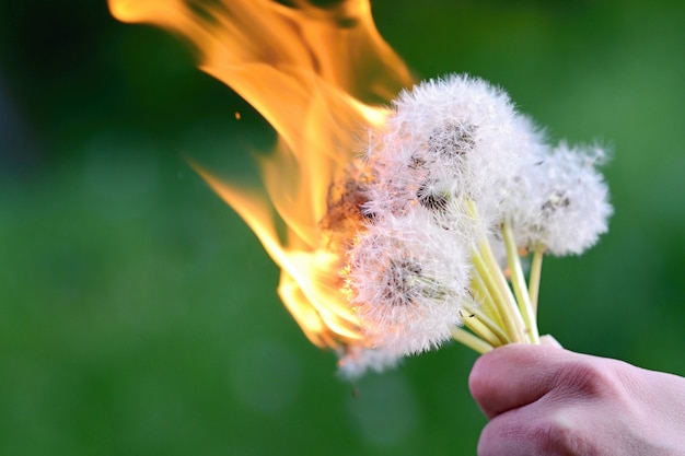 "Person with burning dandelions"