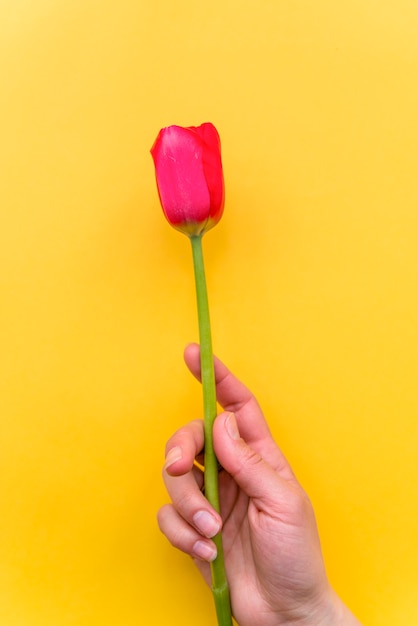 Person with fragile red tulip flower