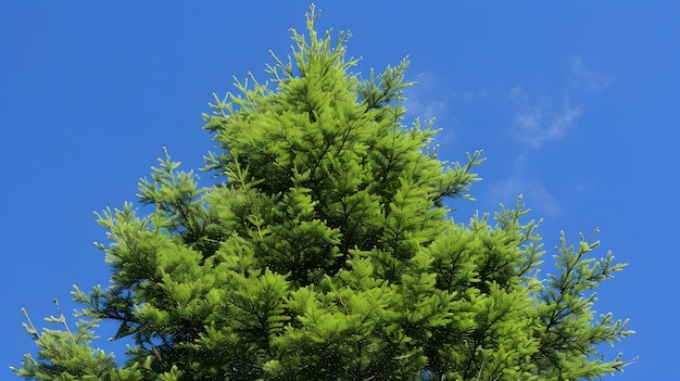 Free photo perspective of beautiful tree canopy