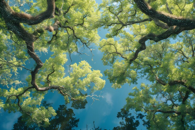 Free Photo perspective of beautiful tree canopy