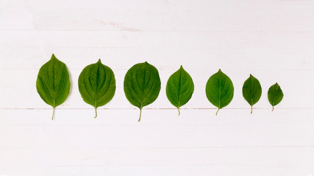 Free photo perspective of forest made from leaves