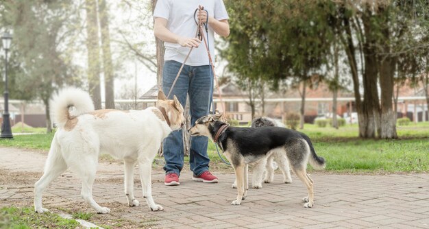 ペットの世話 公園の小道で犬の群れを歩くプロの男性犬ウォーカー プレミアム写真