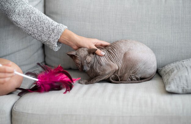 無料写真 ペットの猫のライフスタイルとポートレート