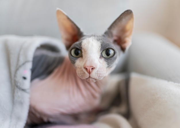 Free photo pet cat lifestyle and portraits