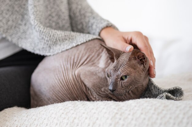 pet cat lifestyle and portraits