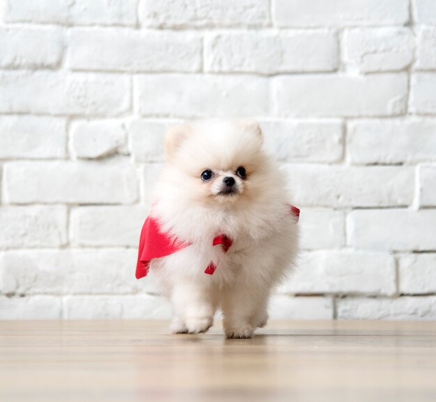 ペット犬の繁殖動物の肖像画子犬哺乳動物