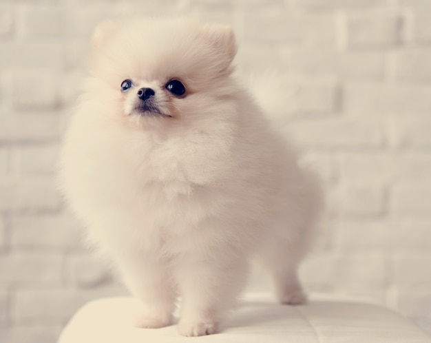 Free photo pet dog breed animal portrait puppy mammal