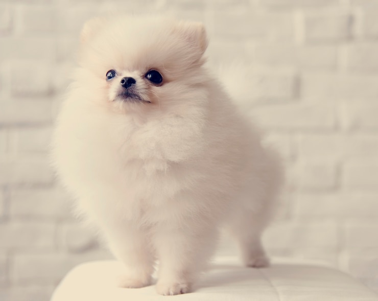 Free Photo pet dog breed animal portrait puppy mammal