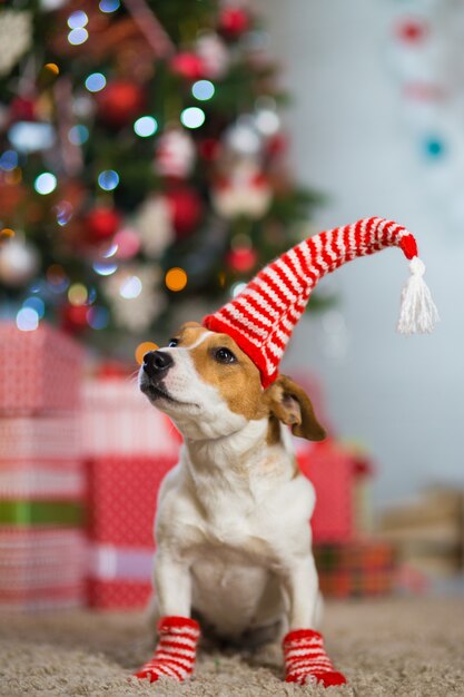 ペットの犬ジャックラッセルテリアは 縞模様の赤白の靴下でクリスマスツリーの下でクリスマスを祝います プレミアム写真