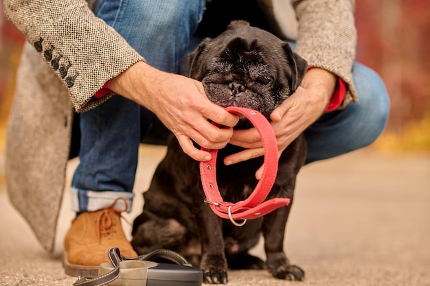 A pet owner putting a dog-collar on his pets neck