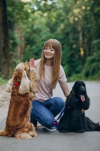 Pet walker having a stroll with cocker spaniel dogs