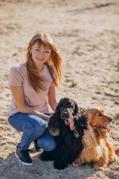 Pet walker having a stroll with cocker spaniel dogs