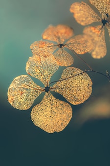 마른 수국 꽃 배경의 꽃잎 프리미엄 사진