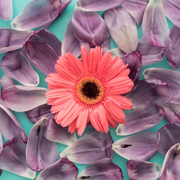 Petals and flower close up