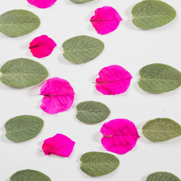 Petals and leaves background