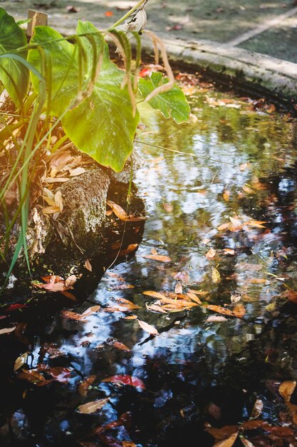 Natural Remediation Processes for Iron-Contaminated Water Eco-Friendly Solutions