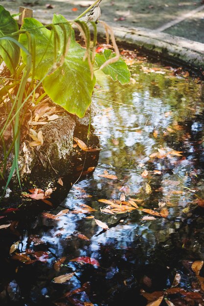 Petals in pond