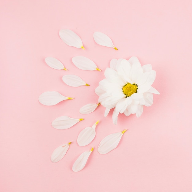 Petals of white flower on pink background