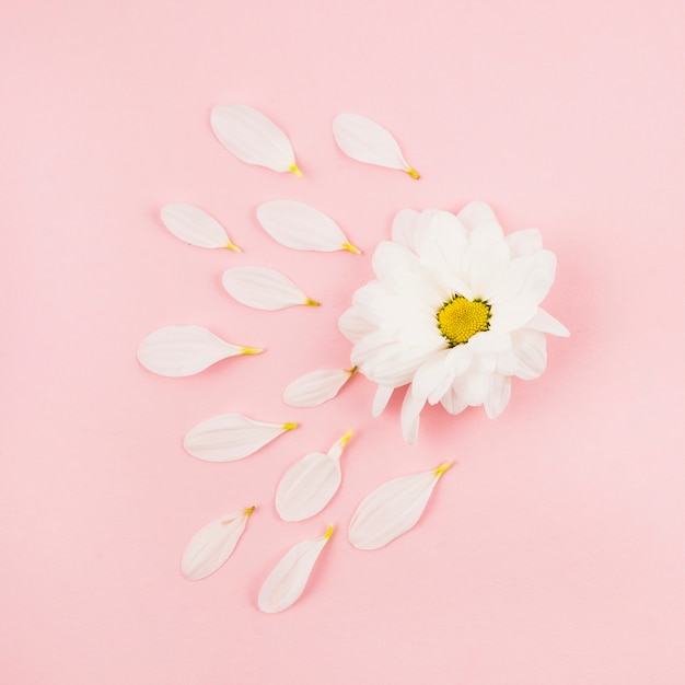 Лепестки белого цветка на розовом фоне