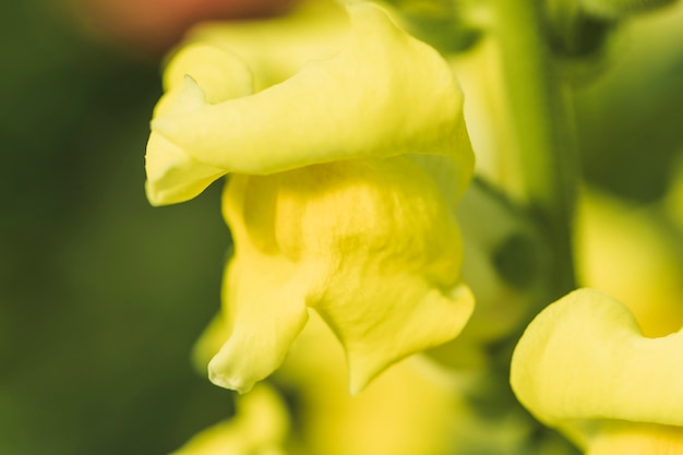 Petals of wonderful yellow flower