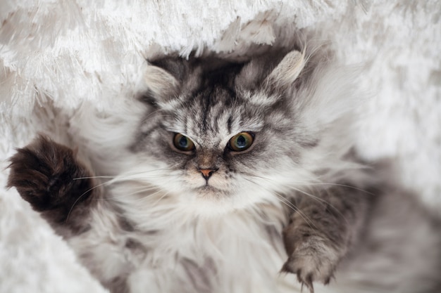 Бесплатное фото Домашние животные кошки красивый мех животных