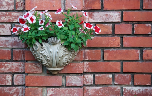 petunia flowerpot on brick wall