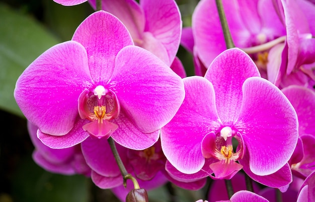 phalaenopsis orchid flower