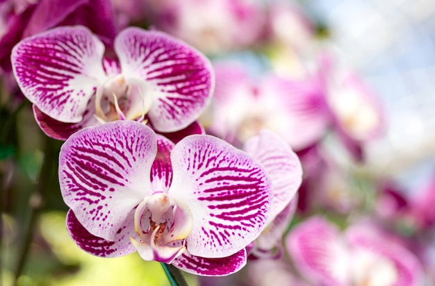 Foto gratuita fiore di orchidea phalaenopsis